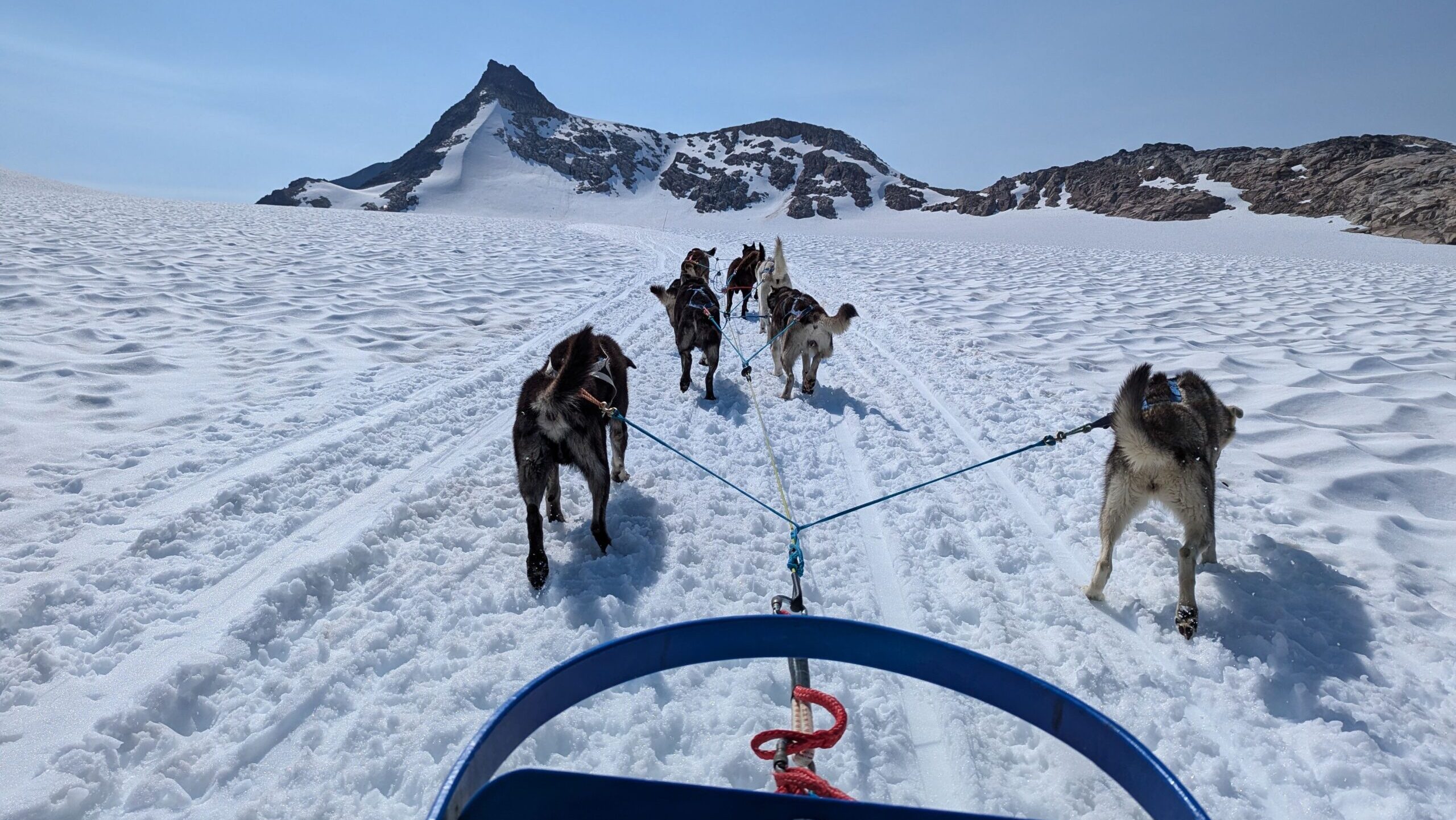Experience thrilling dog sledding on snowy Alaskan mountains with clear blue skies.