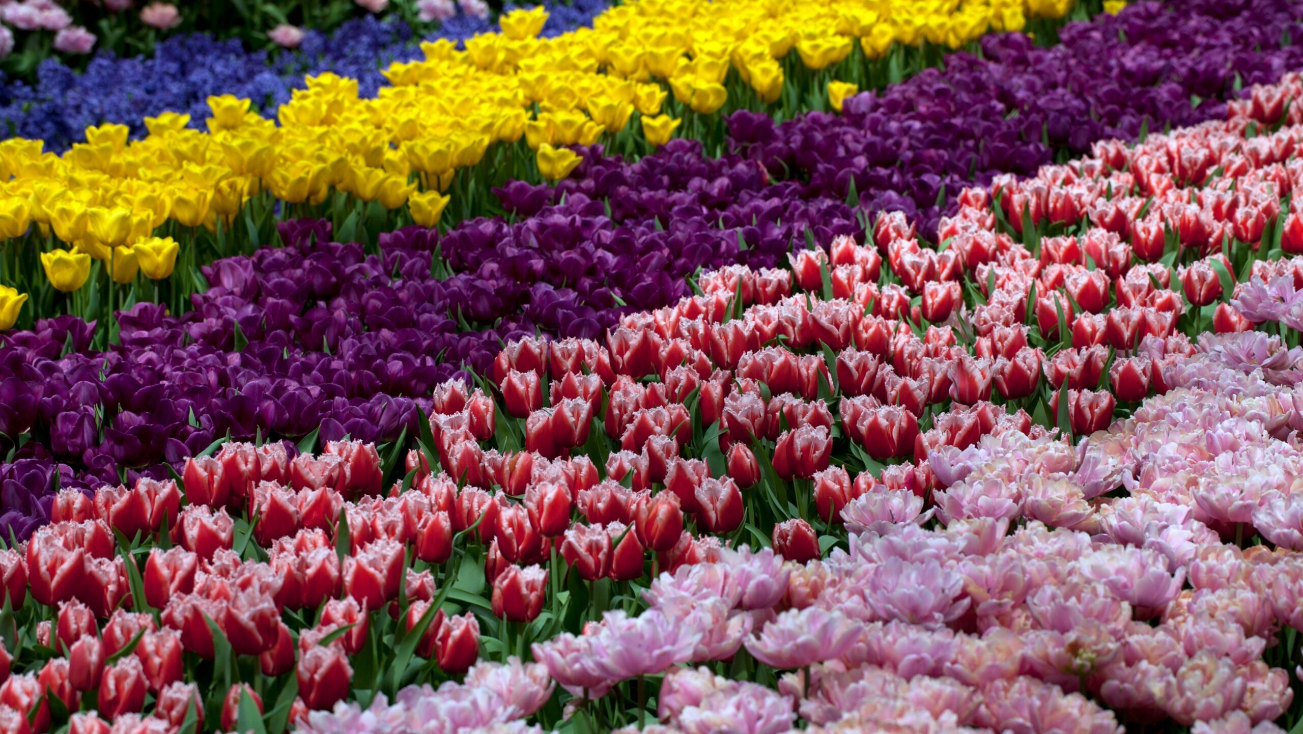 Keukenhof
